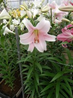 [5144 Mitsuyo 16 ST No01.JPG]